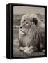 Amazing Vintage Photo of a Beautiful African Lion in a National Park. Creative Artwork. Wonderful I-Nataly Reinch-Framed Stretched Canvas