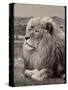 Amazing Vintage Photo of a Beautiful African Lion in a National Park. Creative Artwork. Wonderful I-Nataly Reinch-Stretched Canvas