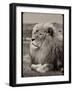 Amazing Vintage Photo of a Beautiful African Lion in a National Park. Creative Artwork. Wonderful I-Nataly Reinch-Framed Photographic Print