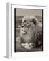 Amazing Vintage Photo of a Beautiful African Lion in a National Park. Creative Artwork. Wonderful I-Nataly Reinch-Framed Photographic Print