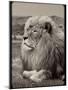 Amazing Vintage Photo of a Beautiful African Lion in a National Park. Creative Artwork. Wonderful I-Nataly Reinch-Mounted Photographic Print