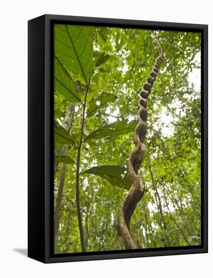 Amazon, Amazon River, A Liana Reaches Down to the Forest Floor from the Rainforest Canopy, Amazon, -Paul Harris-Framed Stretched Canvas