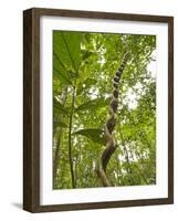 Amazon, Amazon River, A Liana Reaches Down to the Forest Floor from the Rainforest Canopy, Amazon, -Paul Harris-Framed Photographic Print
