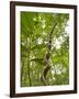 Amazon, Amazon River, A Liana Reaches Down to the Forest Floor from the Rainforest Canopy, Amazon, -Paul Harris-Framed Photographic Print