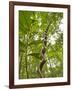 Amazon, Amazon River, A Liana Reaches Down to the Forest Floor from the Rainforest Canopy, Amazon, -Paul Harris-Framed Photographic Print