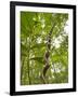 Amazon, Amazon River, A Liana Reaches Down to the Forest Floor from the Rainforest Canopy, Amazon, -Paul Harris-Framed Photographic Print