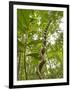 Amazon, Amazon River, A Liana Reaches Down to the Forest Floor from the Rainforest Canopy, Amazon, -Paul Harris-Framed Photographic Print