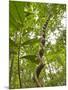 Amazon, Amazon River, A Liana Reaches Down to the Forest Floor from the Rainforest Canopy, Amazon, -Paul Harris-Mounted Photographic Print