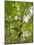 Amazon, Amazon River, A Liana Reaches Down to the Forest Floor from the Rainforest Canopy, Amazon, -Paul Harris-Mounted Photographic Print