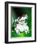 Amazon Cave Frog, Native to Northern South America-David Northcott-Framed Photographic Print