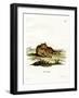 Amazon Cougar-null-Framed Giclee Print