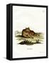 Amazon Cougar-null-Framed Stretched Canvas