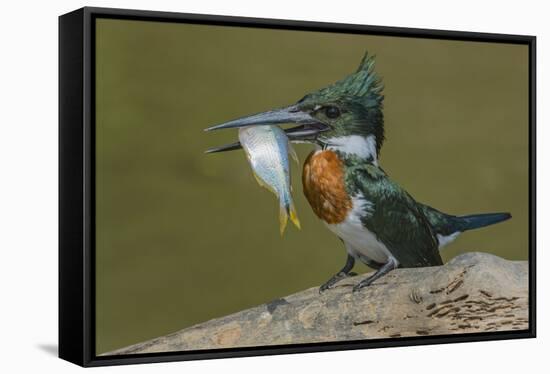 Amazon kingfisher with fish, Cuiaba, Pantanal Matogrossense National Park, Pantanal, Brazil-Jeff Foott-Framed Stretched Canvas