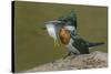 Amazon kingfisher with fish, Cuiaba, Pantanal Matogrossense National Park, Pantanal, Brazil-Jeff Foott-Stretched Canvas