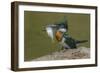 Amazon kingfisher with fish, Cuiaba, Pantanal Matogrossense National Park, Pantanal, Brazil-Jeff Foott-Framed Photographic Print