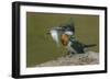 Amazon kingfisher with fish, Cuiaba, Pantanal Matogrossense National Park, Pantanal, Brazil-Jeff Foott-Framed Photographic Print