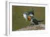 Amazon kingfisher with fish, Cuiaba, Pantanal Matogrossense National Park, Pantanal, Brazil-Jeff Foott-Framed Photographic Print