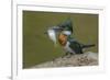 Amazon kingfisher with fish, Cuiaba, Pantanal Matogrossense National Park, Pantanal, Brazil-Jeff Foott-Framed Photographic Print