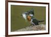 Amazon kingfisher with fish, Cuiaba, Pantanal Matogrossense National Park, Pantanal, Brazil-Jeff Foott-Framed Photographic Print