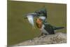 Amazon kingfisher with fish, Cuiaba, Pantanal Matogrossense National Park, Pantanal, Brazil-Jeff Foott-Mounted Photographic Print