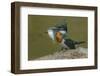 Amazon kingfisher with fish, Cuiaba, Pantanal Matogrossense National Park, Pantanal, Brazil-Jeff Foott-Framed Photographic Print