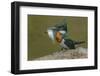 Amazon kingfisher with fish, Cuiaba, Pantanal Matogrossense National Park, Pantanal, Brazil-Jeff Foott-Framed Photographic Print