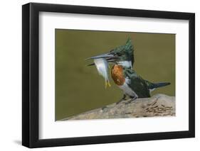 Amazon kingfisher with fish, Cuiaba, Pantanal Matogrossense National Park, Pantanal, Brazil-Jeff Foott-Framed Photographic Print