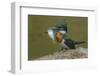 Amazon kingfisher with fish, Cuiaba, Pantanal Matogrossense National Park, Pantanal, Brazil-Jeff Foott-Framed Photographic Print