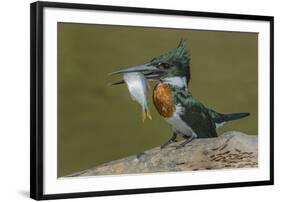 Amazon kingfisher with fish, Cuiaba, Pantanal Matogrossense National Park, Pantanal, Brazil-Jeff Foott-Framed Photographic Print