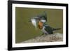 Amazon kingfisher with fish, Cuiaba, Pantanal Matogrossense National Park, Pantanal, Brazil-Jeff Foott-Framed Photographic Print