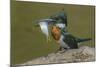 Amazon kingfisher with fish, Cuiaba, Pantanal Matogrossense National Park, Pantanal, Brazil-Jeff Foott-Mounted Photographic Print