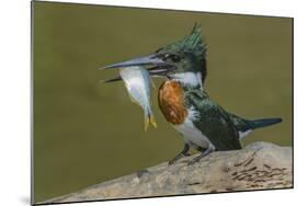 Amazon kingfisher with fish, Cuiaba, Pantanal Matogrossense National Park, Pantanal, Brazil-Jeff Foott-Mounted Photographic Print