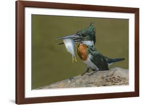 Amazon kingfisher with fish, Cuiaba, Pantanal Matogrossense National Park, Pantanal, Brazil-Jeff Foott-Framed Photographic Print