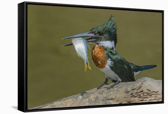 Amazon kingfisher with fish, Cuiaba, Pantanal Matogrossense National Park, Pantanal, Brazil-Jeff Foott-Framed Stretched Canvas