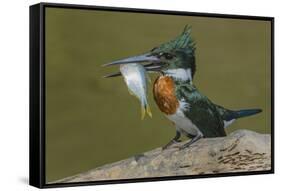 Amazon kingfisher with fish, Cuiaba, Pantanal Matogrossense National Park, Pantanal, Brazil-Jeff Foott-Framed Stretched Canvas