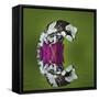 Amazon Milk Frog and Reflection-Adam Jones-Framed Stretched Canvas