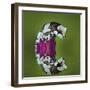 Amazon Milk Frog and Reflection-Adam Jones-Framed Photographic Print