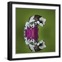 Amazon Milk Frog and Reflection-Adam Jones-Framed Photographic Print