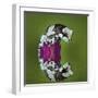 Amazon Milk Frog and Reflection-Adam Jones-Framed Photographic Print