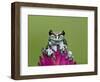 Amazon Milk Frog-Adam Jones-Framed Photographic Print