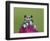 Amazon Milk Frog-Adam Jones-Framed Photographic Print