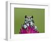 Amazon Milk Frog-Adam Jones-Framed Photographic Print