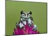 Amazon Milk Frog-Adam Jones-Mounted Photographic Print