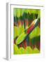 Amazon Parrot Tail Feather Design-Darrell Gulin-Framed Photographic Print