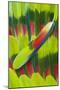 Amazon Parrot Tail Feather Design-Darrell Gulin-Mounted Photographic Print