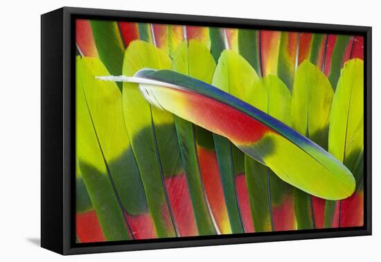 Amazon Parrot Tail Feathers-Darrell Gulin-Framed Stretched Canvas