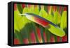 Amazon Parrot Tail Feathers-Darrell Gulin-Framed Stretched Canvas