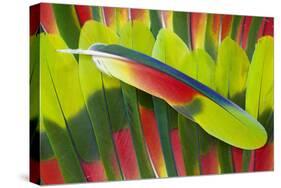 Amazon Parrot Tail Feathers-Darrell Gulin-Stretched Canvas