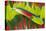 Amazon Parrot Tail Feathers-Darrell Gulin-Stretched Canvas