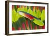 Amazon Parrot Tail Feathers-Darrell Gulin-Framed Photographic Print